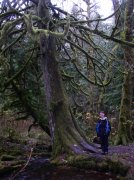 Waukeena Mult Falls 11.26.05 039 